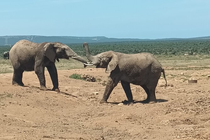 Addo Elephant National Park and Kragga Kamma Game Park Combo. - Is $190.73 a fair price?