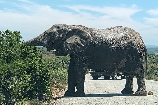 Addo Elephant National Park and Kragga Kamma Game Park Combo. - Who will enjoy this full-day safari?
