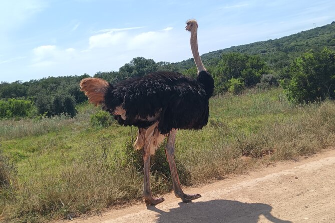 Addo Elephant National Park and Kragga Kamma Game Park Combo. - Five hours among the elephants at Addo
