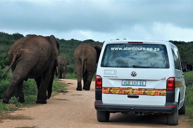 Addo Elephant National Park from Port Elizabeth - FD01 - The guides are a major part of the value