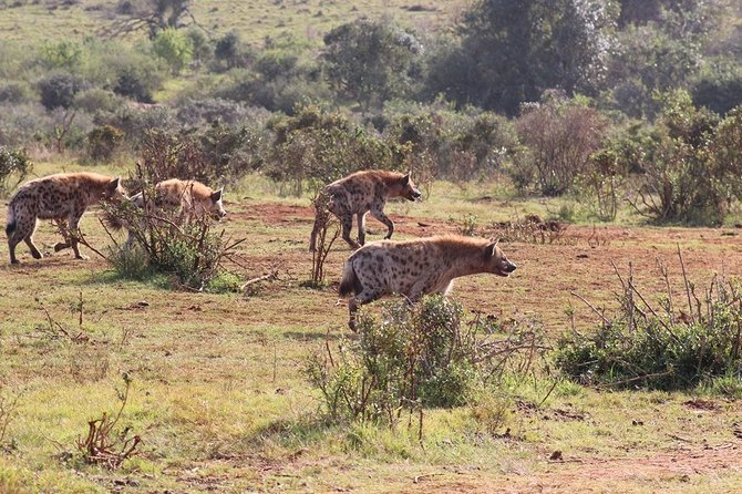 Addo Elephant National Park from Port Elizabeth - FD01 - Lunch, drinks, and what the price really covers