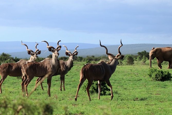 Addo Elephant National Park from Port Elizabeth - FD01 - Who will enjoy this Addo outing most