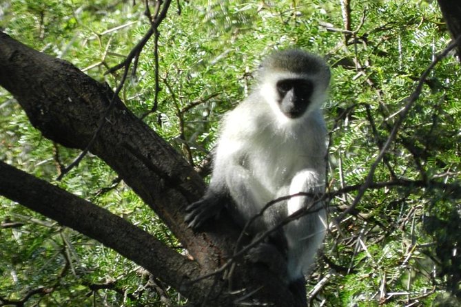 Addo Elephant National Park from Port Elizabeth - FD01 - Practical details that affect your decision