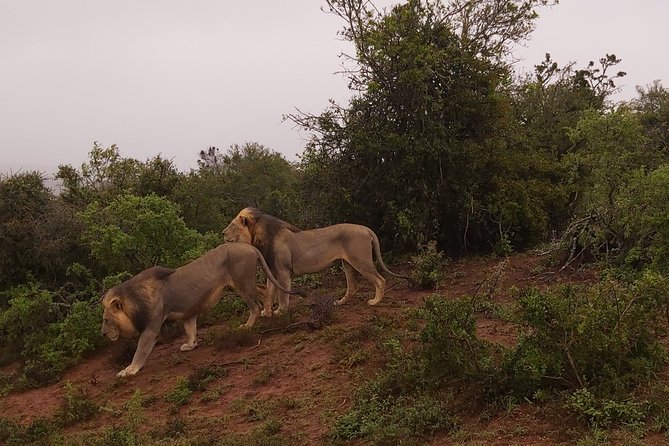 Addo Elephant National Park Full Day Safari - Key points to know before booking