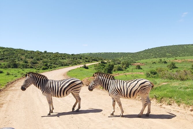 Addo Elephant National Park Full Day Safari - The national park trade-off