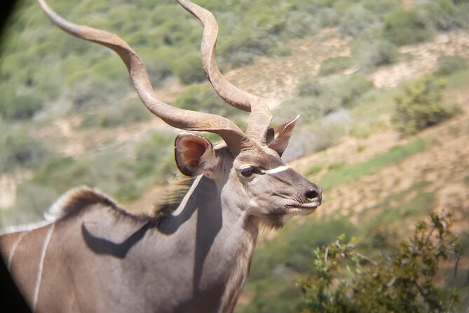Addo Elephant National Park Full Day Safari - Who will get the most from this safari