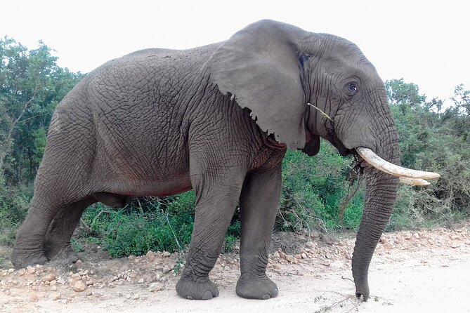 Addo Elephant National Park Full Day Safari - Booking details worth checking
