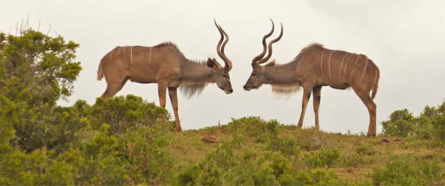 Addo Elephant National Park: Full-Day Safari Tour with Lunch - The private reserve changes the animal list