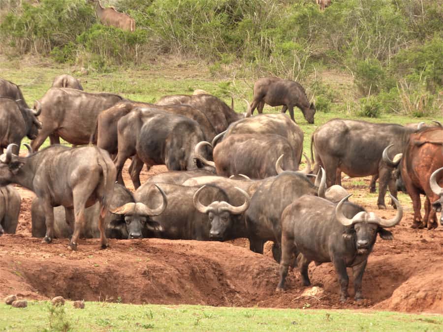 Addo Elephant National Park: Full-Day Safari Tour with Lunch - The midday braai is part of the experience