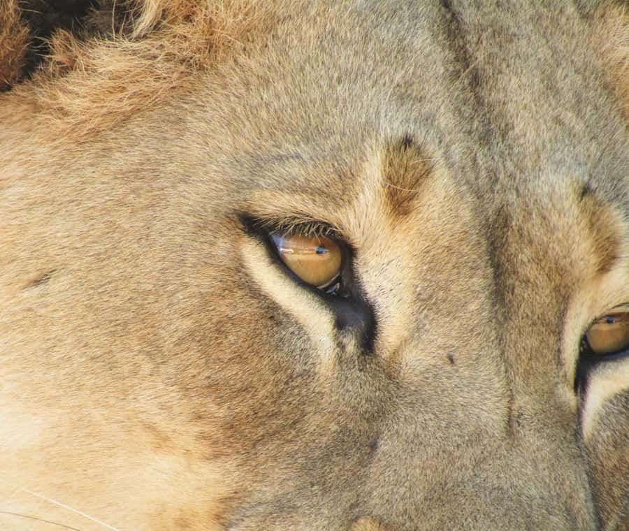 Addo Elephant National Park: Full-Day Safari Tour with Lunch - Who should choose this safari