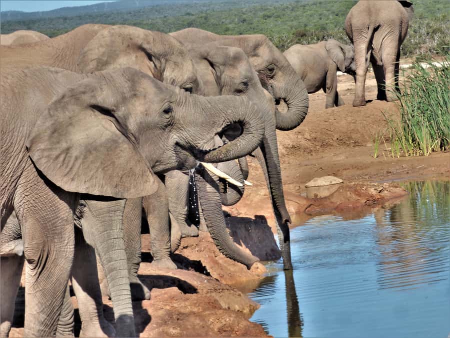 Addo Elephant National Park: Full-Day Safari Tour with Lunch - My call: book it for variety, not only elephants