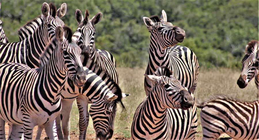 Addo Elephant National Park: Full-Day Safari Tour with Lunch - Addo’s northern and southern sections