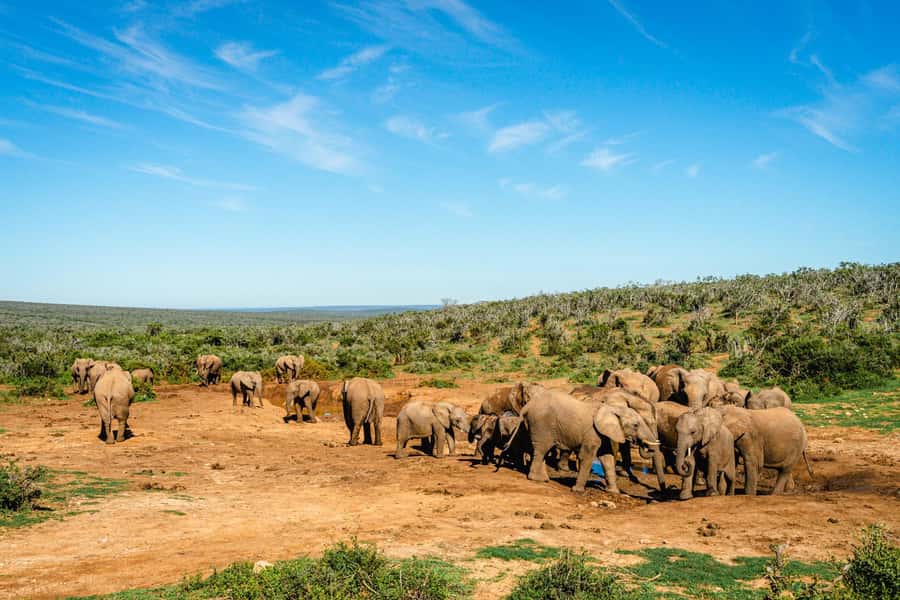 Addo Elephant National Park Full Day Safari with Braai Lunch - Key points to know before booking