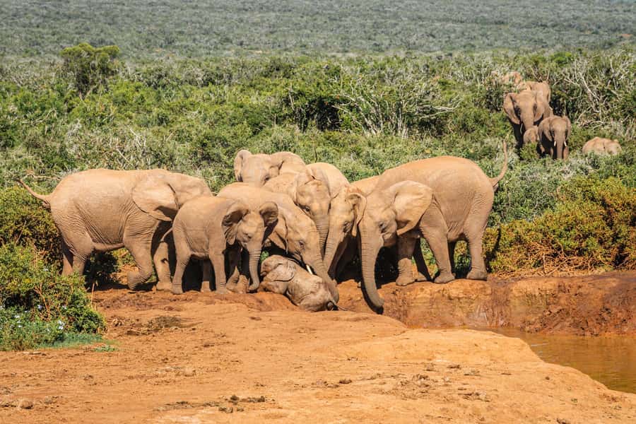 Addo Elephant National Park Full Day Safari with Braai Lunch - Practical details to make the day better