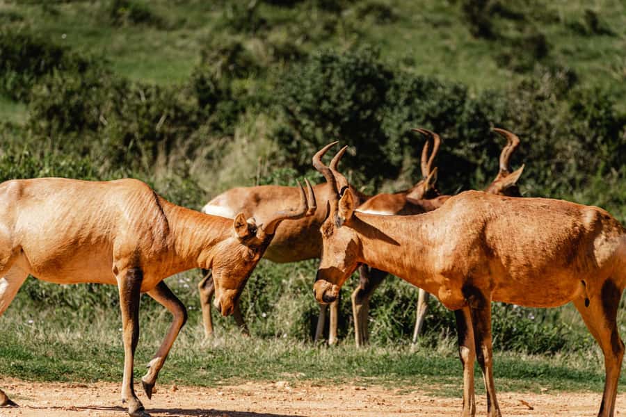 Addo Elephant National Park Full Day Safari with Braai Lunch - The braai lunch is part of the attraction