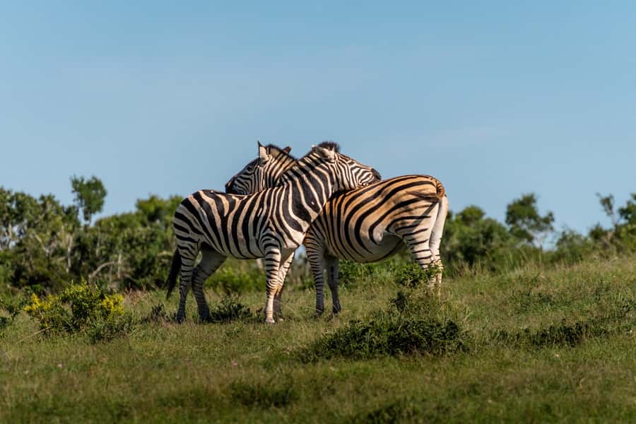 Addo Elephant National Park Full Day Safari with Braai Lunch - Searching the main northern section
