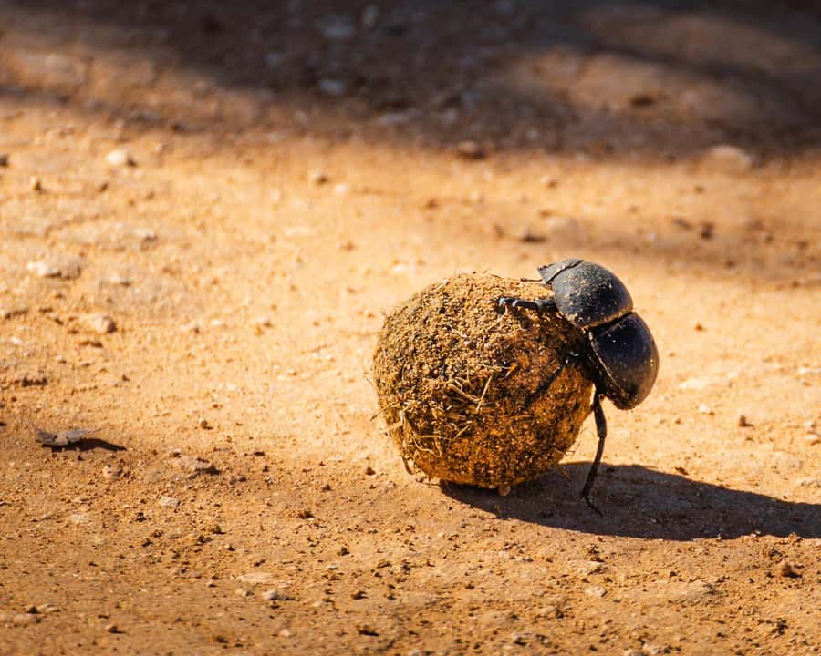 Addo Elephant National Park Full Day Safari with Braai Lunch - Golden hour and the return south