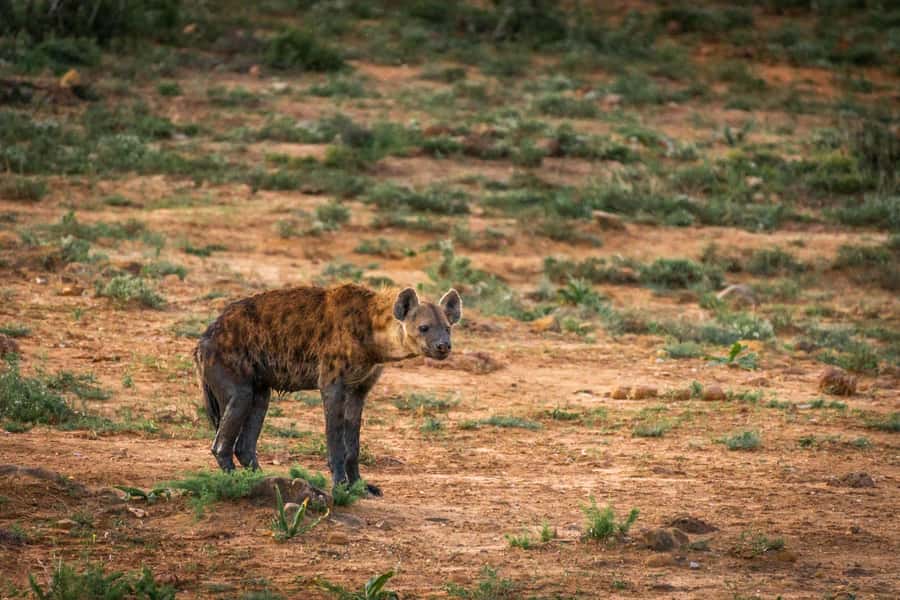 Addo Elephant National Park Full Day Safari with Braai Lunch - What the $208 price really includes