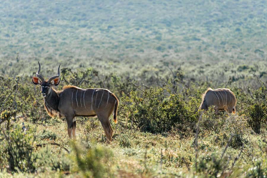 Addo Elephant National Park Full Day Safari with Braai Lunch - Who should book this Addo safari?