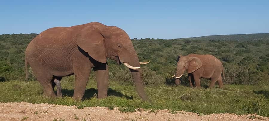 Addo Elephant National Park Full Day Safari with Braai Lunch - Matyholweni Gate and the southern section
