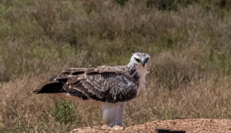 Addo Elephant National Park: Full-Day Safari with Lunch - Why Addo is famous for elephant sightings