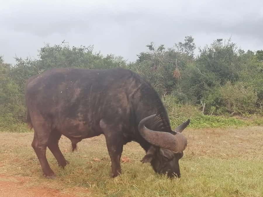 Addo Elephant National Park: Full-Day Safari with Lunch - Leaving Port Elizabeth for the park