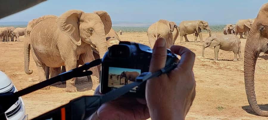 Addo Elephant National Park: Full-Day Safari with Lunch - What the safari vehicle means for your day