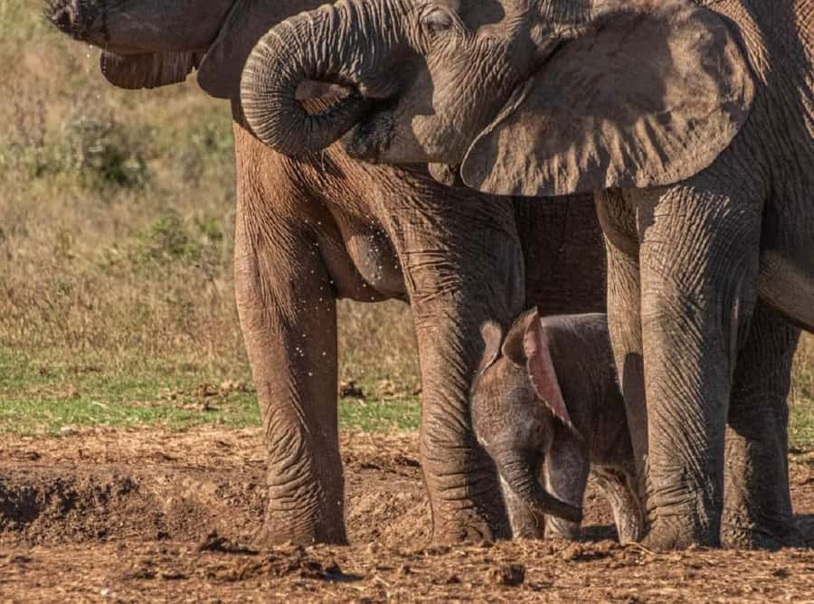 Addo Elephant National Park: Full-Day Safari with Lunch - Who will enjoy this Addo safari most?