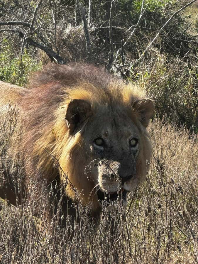 Addo Elephant National Park: Full-Day Safari with Lunch - Six hours of wildlife viewing, with one timing wrinkle