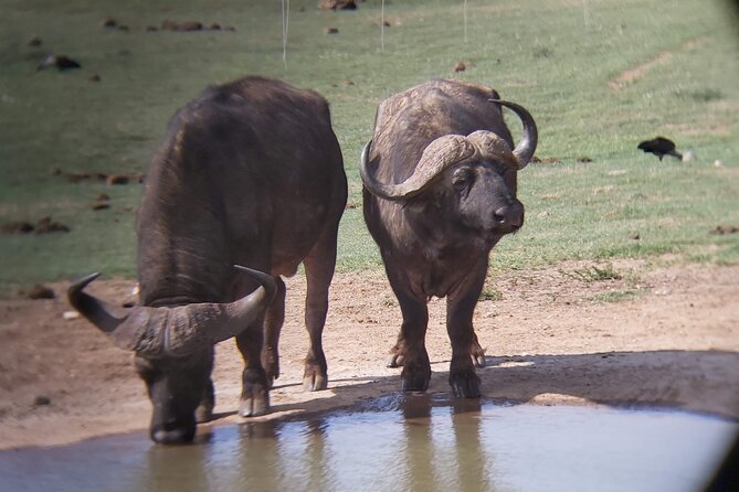 Addo Elephant National Park Full Day Safari - A 7:30 start and a long day in the park