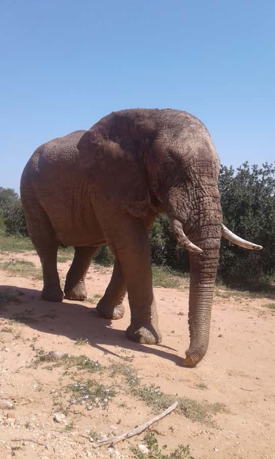 Addo Elephant National Park Game Drive Day Tour With Lunch - Key points at a glance