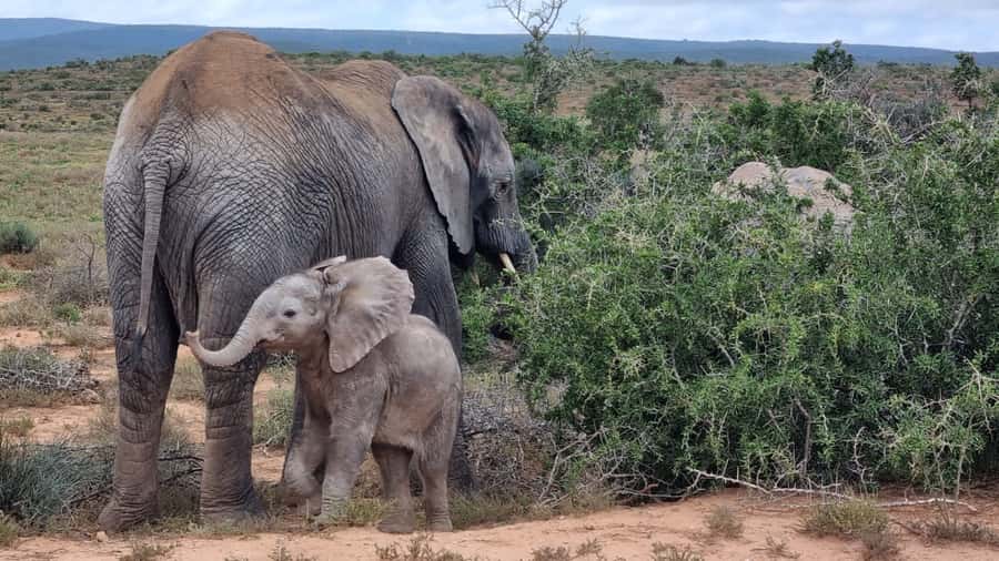 Addo Elephant National Park Game Drive Day Tour With Lunch - The first 2.5 hours among Addo’s elephants