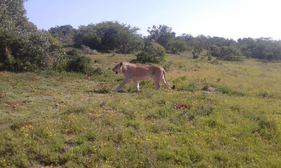 Addo Elephant National Park Game Drive Day Tour With Lunch - A lookout stop for drinks and a change of pace