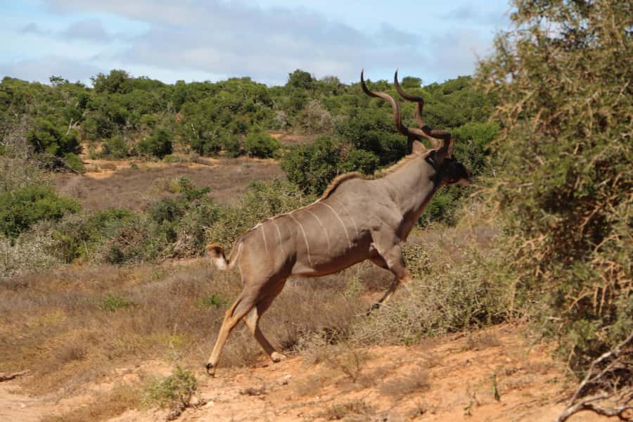 Addo Elephant National Park Game Drive Day Tour With Lunch - The middle game drive and lunch plan