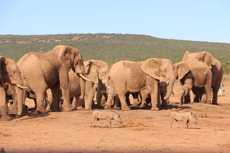 Addo Elephant National Park Game Drive Day Tour With Lunch - The guides make a real difference