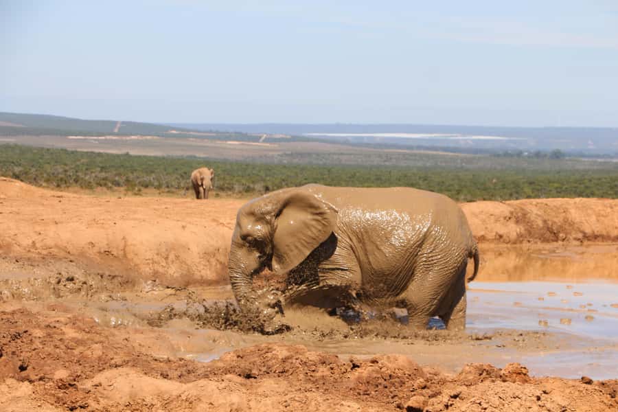 Addo Elephant National Park Game Drive Day Tour With Lunch - Who should book this Addo day tour?