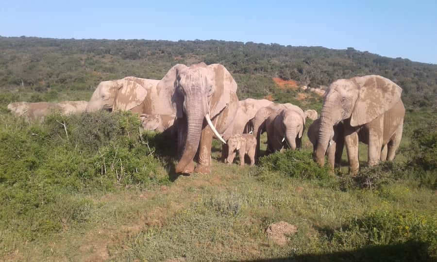 Addo Elephant National Park Game Drive Day Tour With Lunch - Pickup from Port Elizabeth and the drive to the park