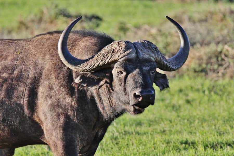 Addo Elephant National Park: Guided Half-Day Safari - Starting at Chrislin African Lodge at 8:30