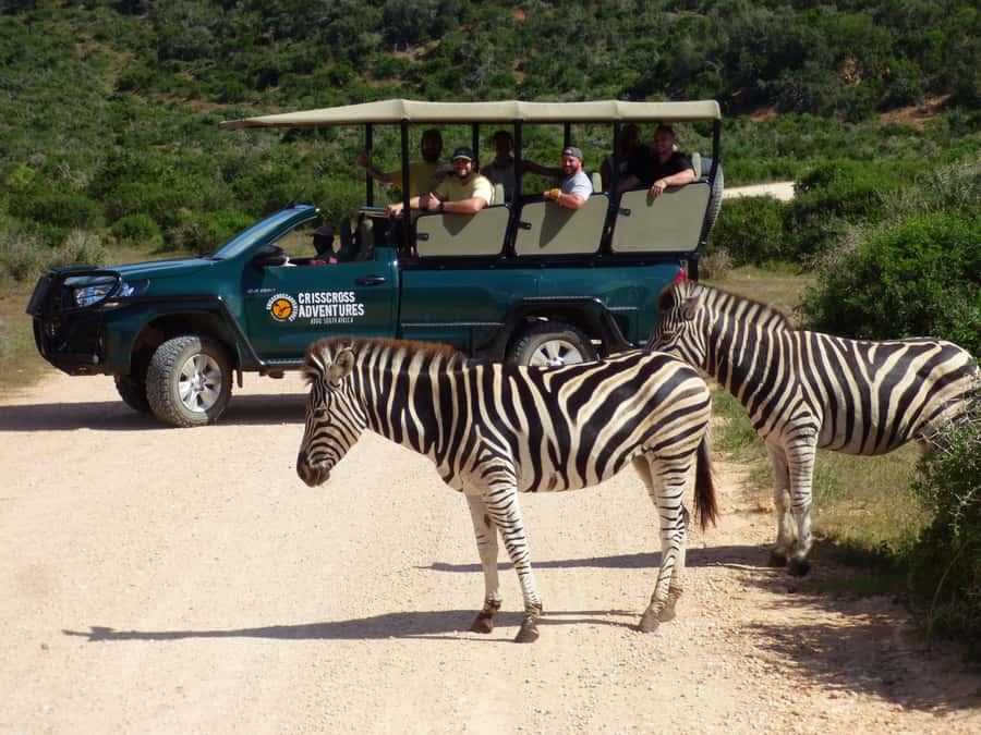Addo Elephant National Park: Guided Half-Day Safari - Why Addo Is Especially Good for Elephant Sightings