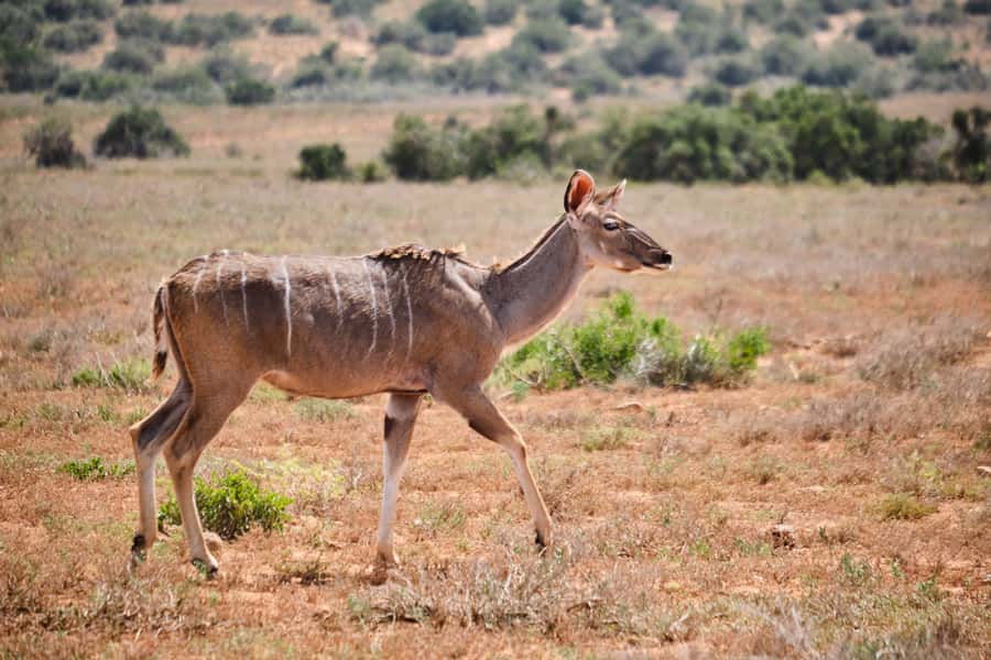 Addo Elephant National Park: Guided Half-Day Safari - Wildlife Sightings: What You May and May Not See