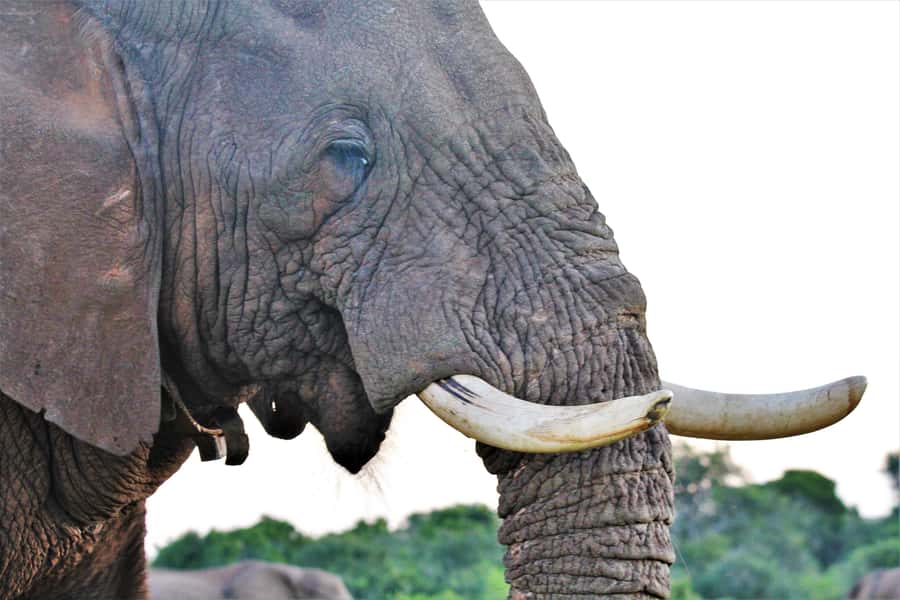 Addo Elephant National Park: Guided Half-Day Safari - Snacks, Drinks, and the Practical Comforts