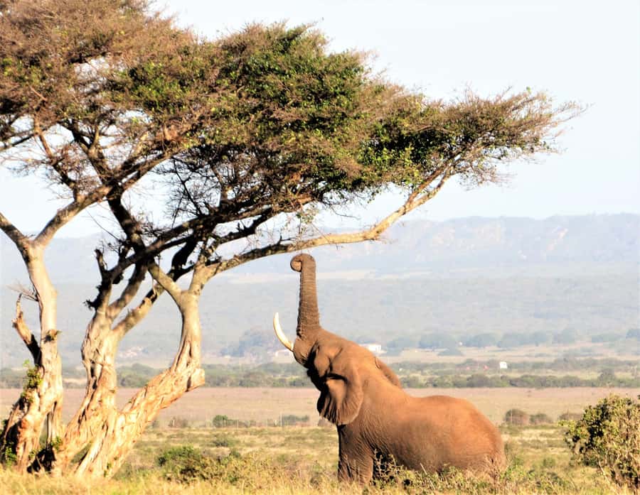 Addo Elephant National Park: Guided Half-Day Safari - Who Will Get the Most From This Safari