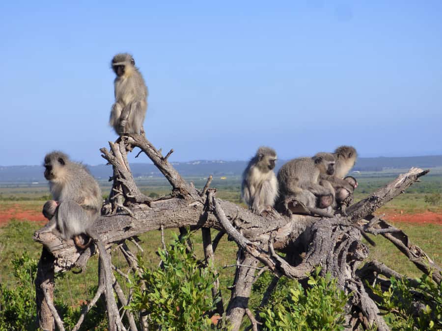 Addo Elephant National Park: Guided Half-Day Safari - Weather, Clothing, and Small Things That Matter