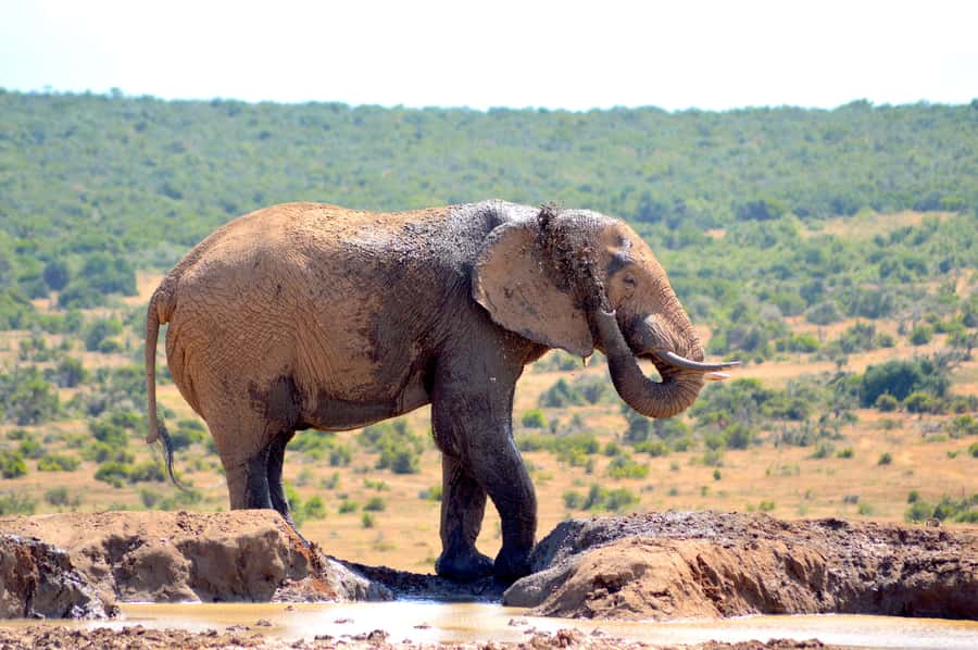 Addo Elephant National Park: Half Day Private Safari - Pickup in Addo and the short run to the park
