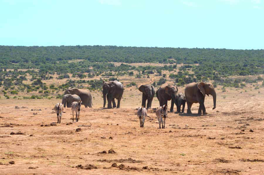 Addo Elephant National Park: Half Day Private Safari - Elephants are the main event, but not the whole story