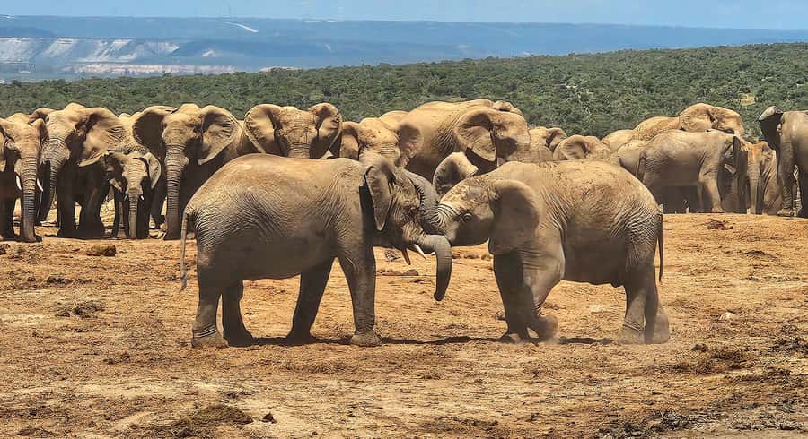 Addo Elephant National Park: Half Day Private Safari - Why families may find this a good fit