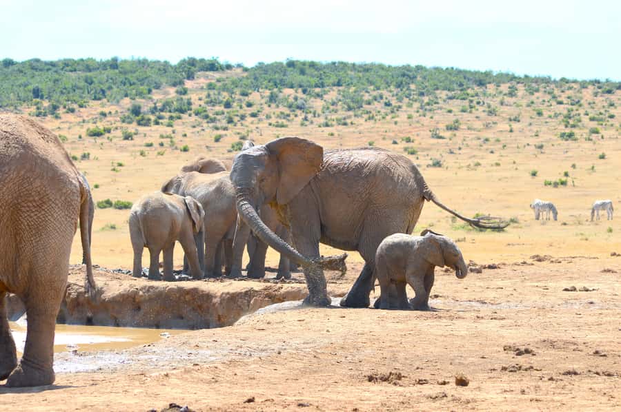 Addo Elephant National Park: Half Day Private Safari - Guides who make the difference