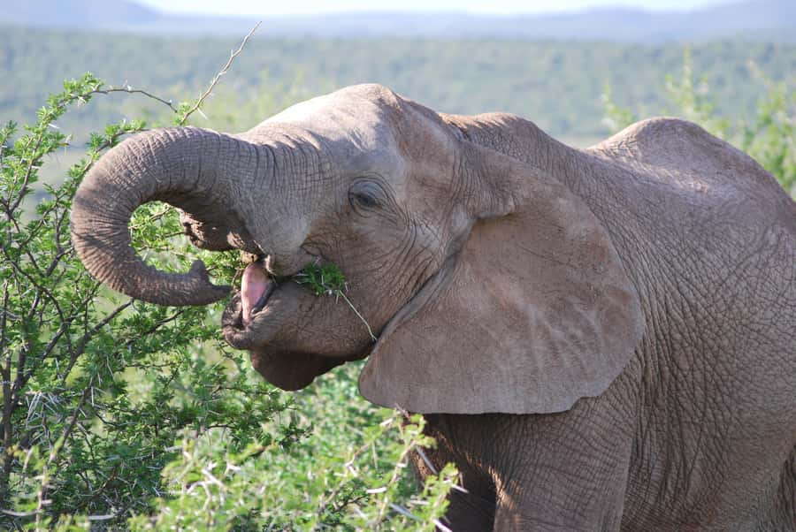 Addo Elephant National Park: Half Day Private Safari - Five hours inside Addo Elephant National Park