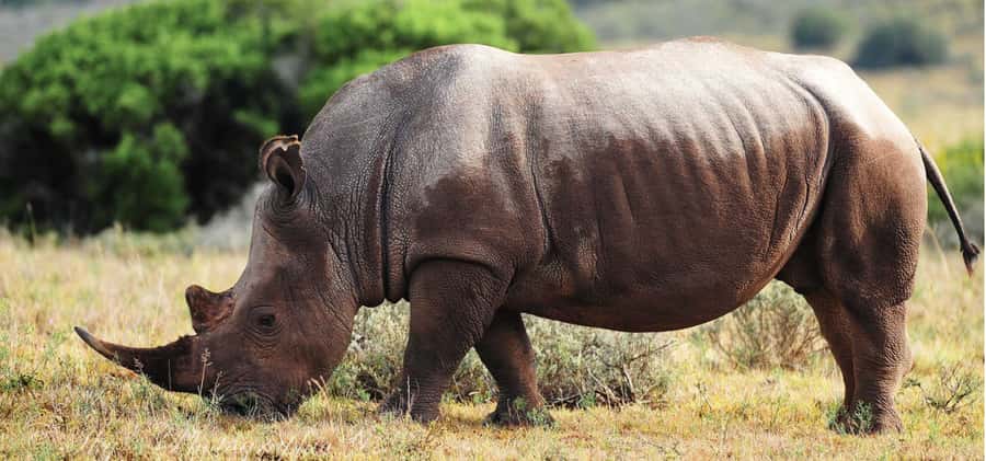 Addo Elephant National Park Private Full-Day Safari - Afternoon plains and watering holes