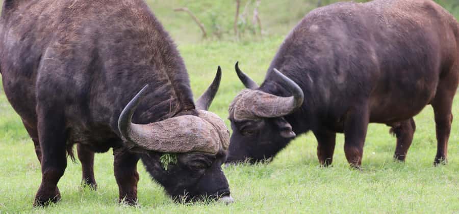 Addo Elephant National Park Private Full-Day Safari - What the guide adds to the day